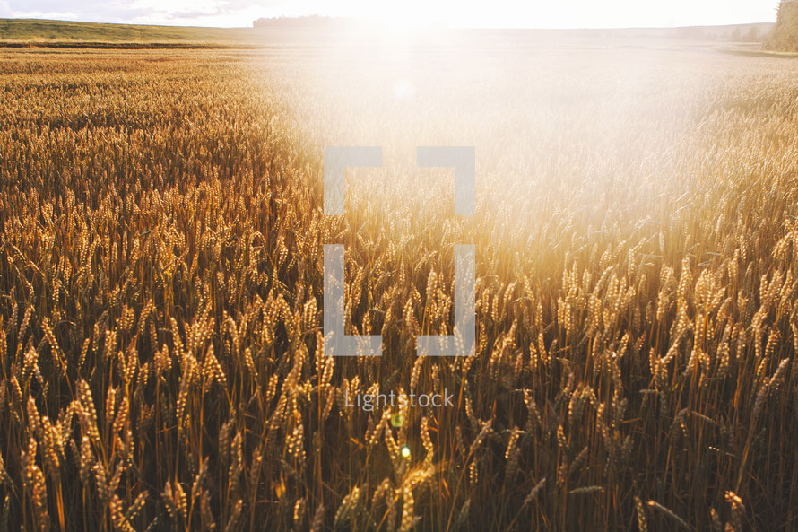 sunburst over a field of wheat 