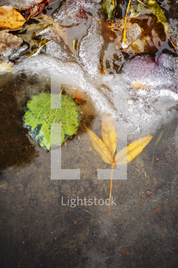frozen leaves in water and ice