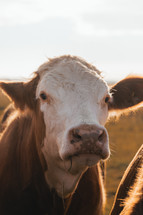 Cows in a field, close-up photo of cattle, livestock, beautiful farm animals