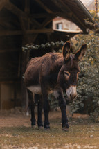 Donkey walking on a farm