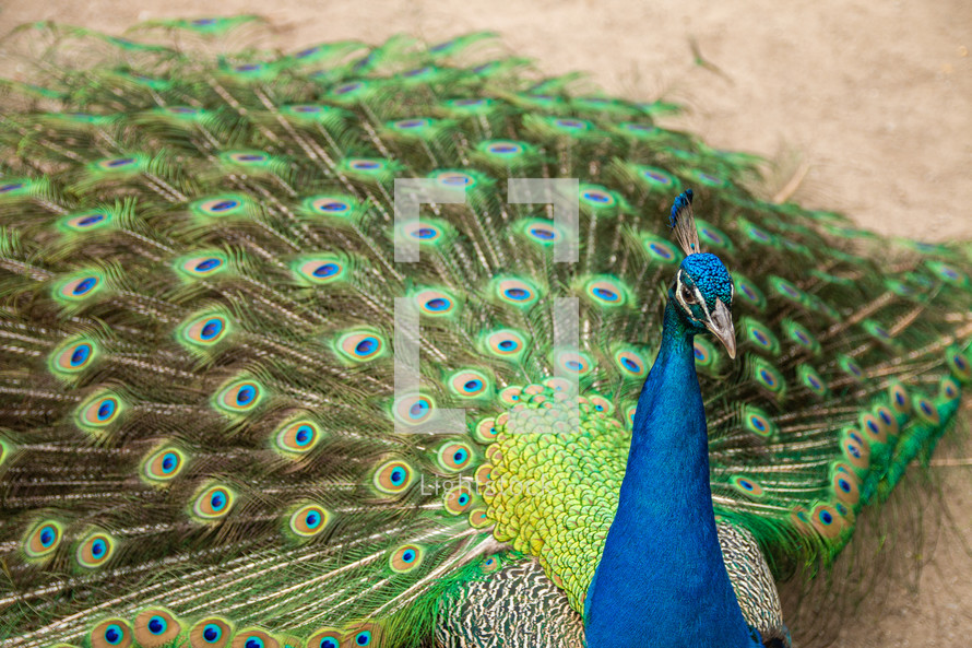 Peacock displaying feathers