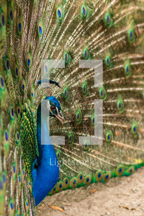 Peacock displaying feathers