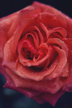 coral rose 