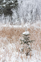 a tiny frosty spruce 