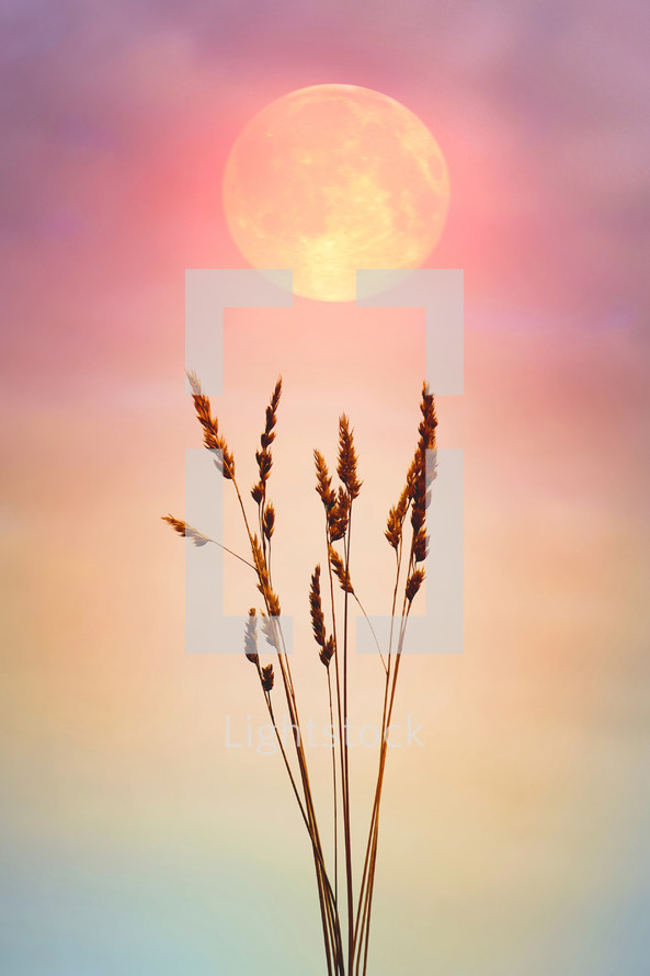 flower plants in the nature and beautiful sunset background