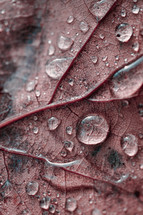 raindrops on the red leaf in rainy days in autumn season