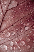 raindrops on the red leaf in rainy days in autumn season