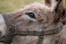 brown donkey portrait