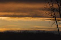 birds flying in evening sunset