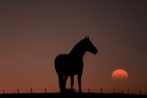 horse silhouette grazing in the meadow and sunset background