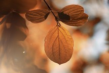 brown tree leaves in autumn season, brown background