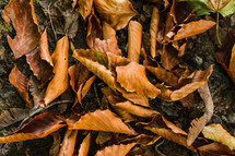 brown leaves on the ground 