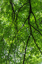 Green Beech Tree Canopy Foliage Pattern