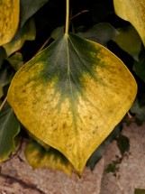 Green and Yellow Ivy Leaf