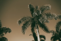 branch of a palm tree 