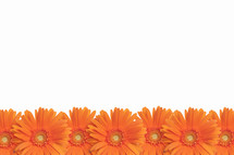 Row of orange Gerber daisies.