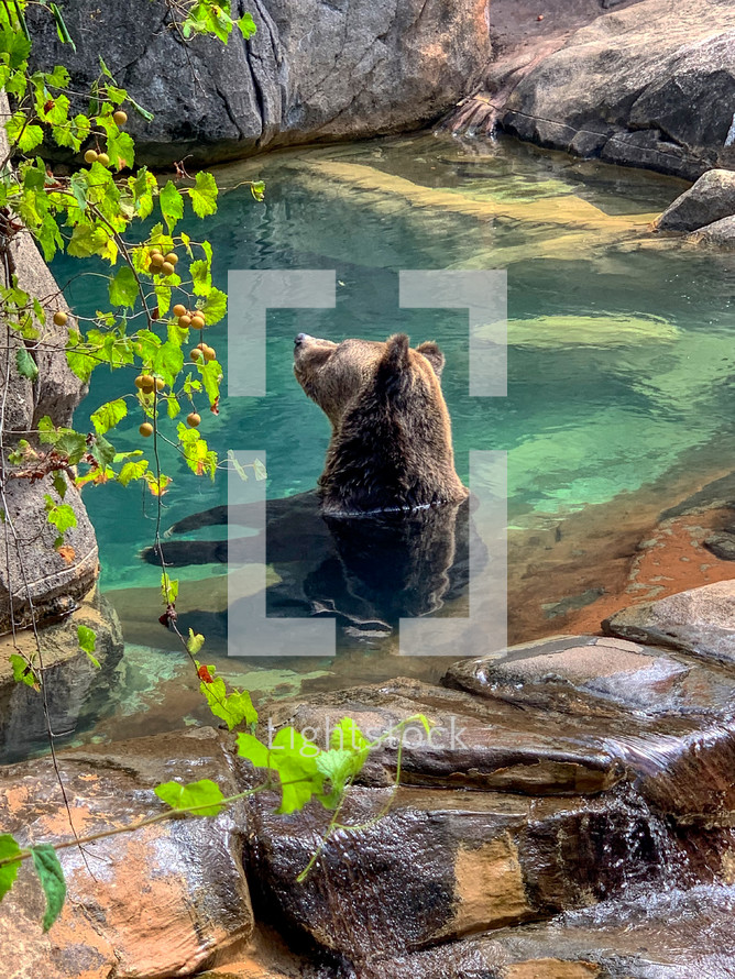 Grizzly bear soaking in a water hole 