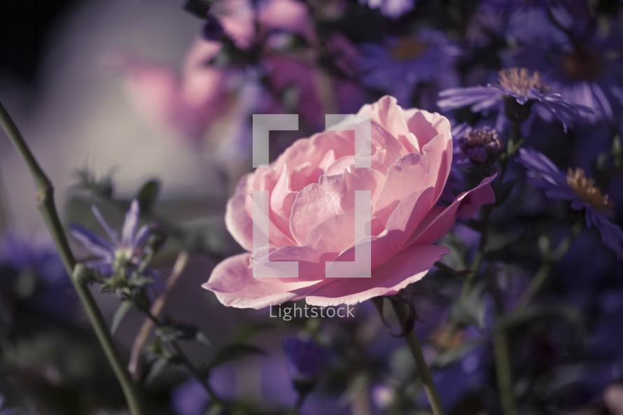pink rose and purple flowers 