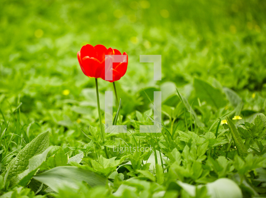 Two red tulips in the green grass