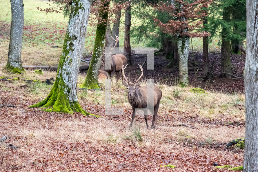 elk in a forest 