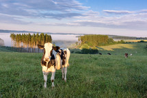 cows on a green hillside 