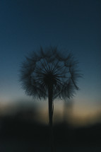 dandelion fluff silhouette 