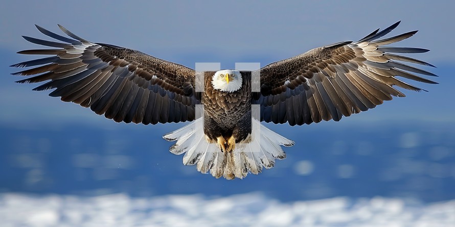  Majestic bald eagle soaring in winter sky 