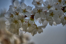 white spring flowers blooming on a branch 
