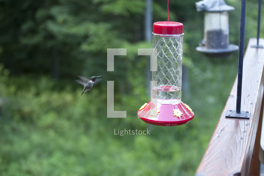 A hummingbird flying toward a feeder.