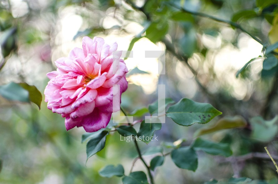 pink rose on a rose bush 