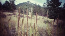 tall grasses and weeds growing on a mountainside 