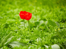 Two red tulips in the green grass