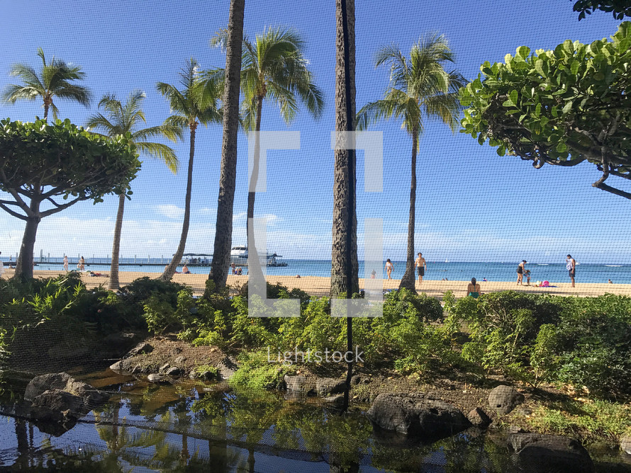 palm trees on a resort beach in Hawaii 
