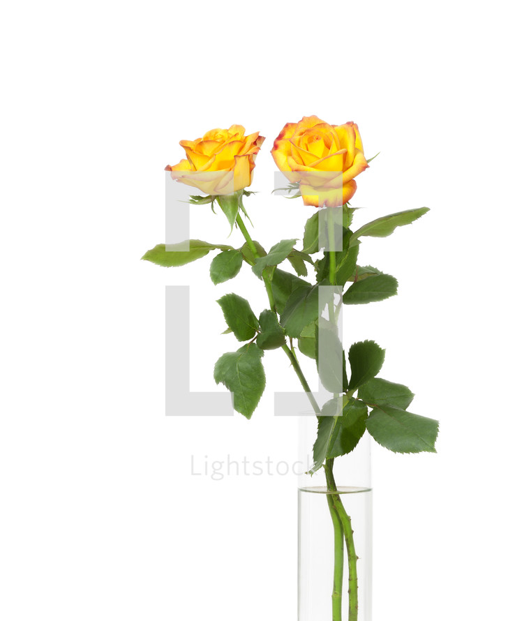 yellow roses in a vase 