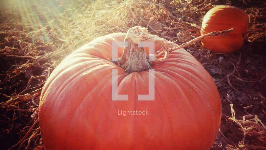 sunlight on a pumpkin 