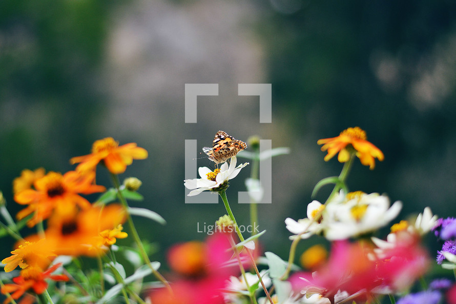 A field butterfly sits on a daisy