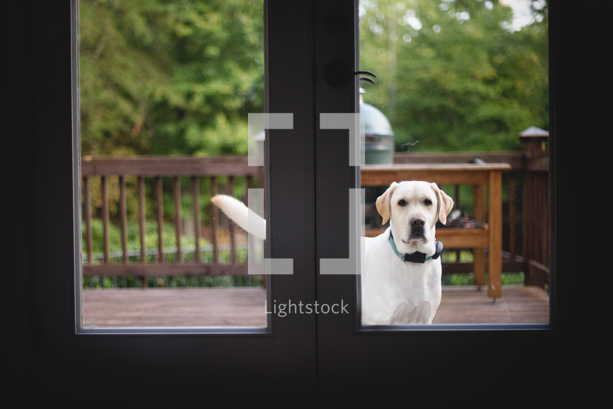 a dog at the back door window 