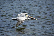 Crane in flight over blue water,