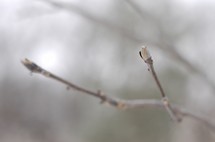 buds at the end of a tree limb 