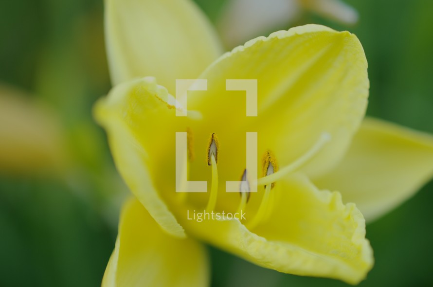 blooming yellow lily