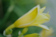 blooming yellow lily 