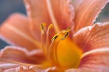 orange lily in bloom 