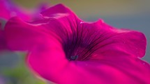 fuchsia flower closeup 