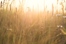 sunlight over a field of tall grass