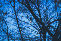 lights hanging from trees and a blue evening sky 