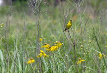 yellow bird and yellow wildflowers 