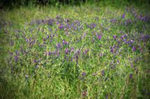 field of purple flowers 