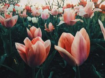 pink, red, white, tulips 