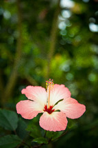 hibiscus flower 