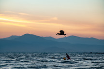 soaring bird over water 